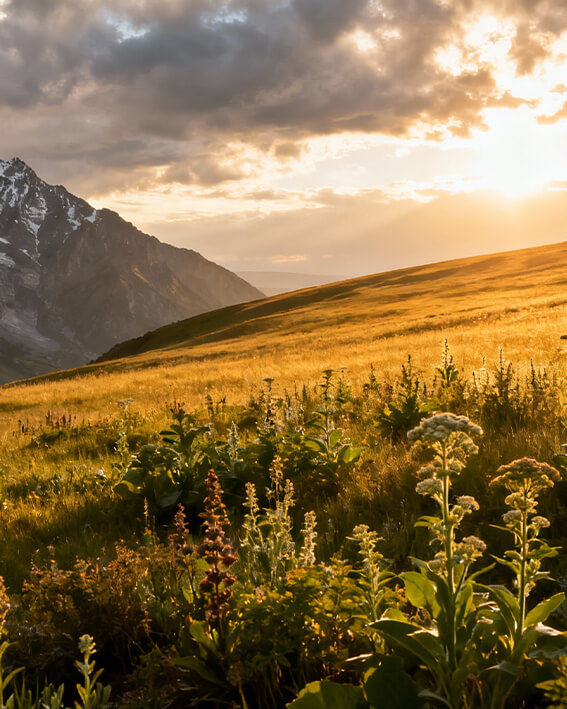 Rooted in a Land of Botanical Richness