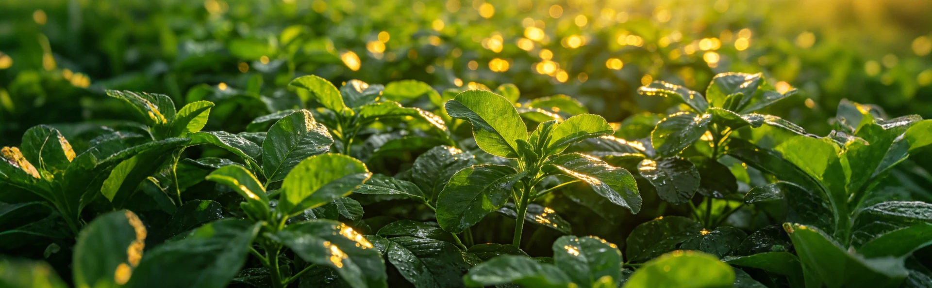 Premium Chinese Botanical Extracts