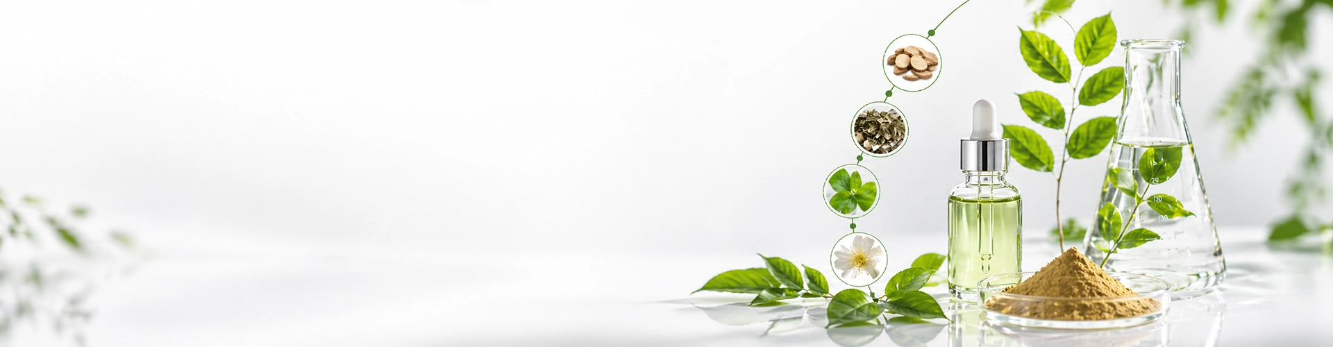 Premium Chinese Botanical Extracts